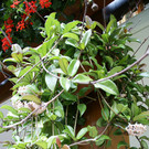 Dalaas Hueber R G4.JPG