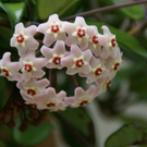 Dalaas Hueber R G5.JPG