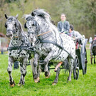 Georgiritt in Eugendorf