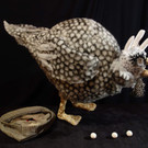 Perlhuhn 2 n.jpg