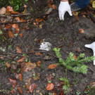 Drogenring gesprengt - Drogen in Vorarlberg Wäldern vergraben