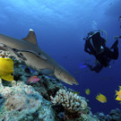 Australia_Coral_Sea_XMB104.jpg