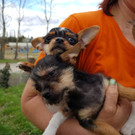 Welpe - Wiener Tierschutzverein WTV.jpg