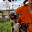 Welpe aus Hundestall von Wiener Tierschutzverein gestohlen