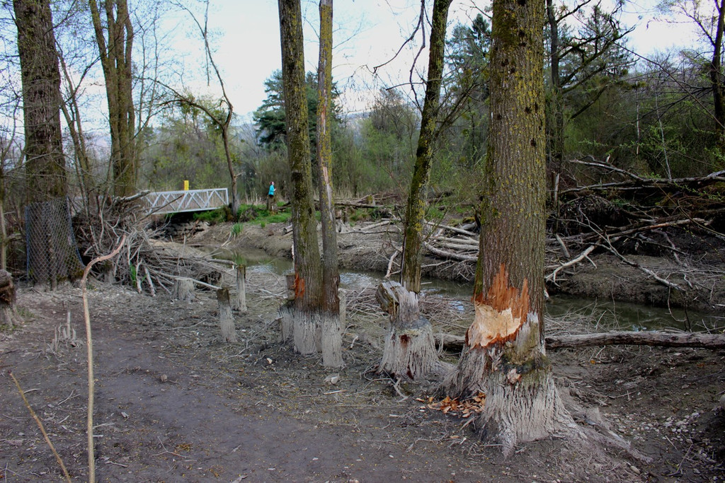 Biber am M__hlbach NEU April 2018 _8_.JPG