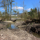 Biber am M__hlbach NEU April 2018 _12_.JPG