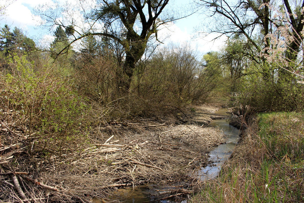 Biber am M__hlbach NEU April 2018 _5_.JPG