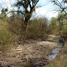 Biber am M__hlbach NEU April 2018 _5_.JPG