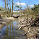 Biber am M__hlbach NEU April 2018 _13_.JPG