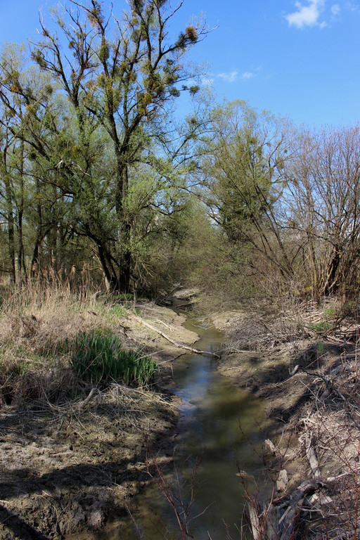 Biber am M__hlbach NEU April 2018 _18_.JPG