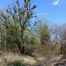 Biber am M__hlbach NEU April 2018 _18_.JPG