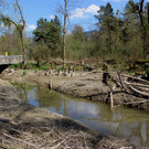 Biber am M__hlbach NEU April 2018 _17_.JPG