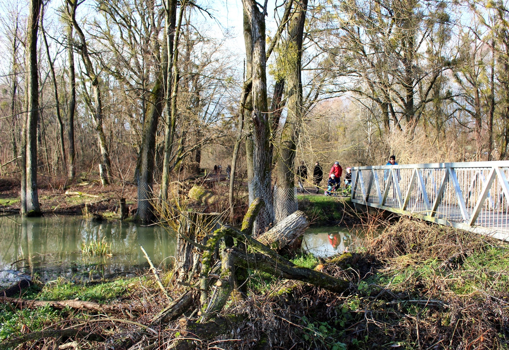 Z Biber am M__hlbach J__nner 2018 _6_.JPG