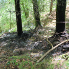 Waldbrand in der Mengschlucht