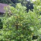 Schruns Sluga G5.JPG