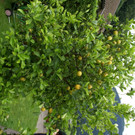 Schruns Sluga G6.JPG