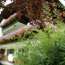 Silbertal D__nz G3.JPG