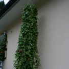 Silbertal Vonderleu G6.JPG