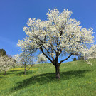 Kirschblüte in Fraxern