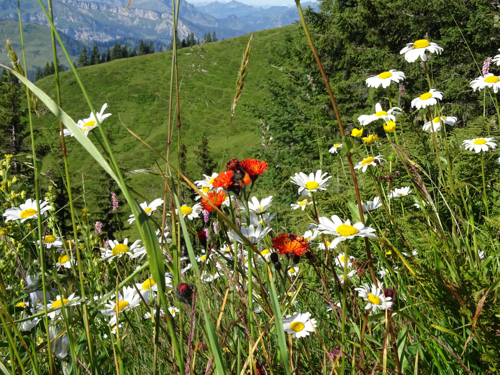 Biodiversit__t_Naturpark Nagelfluhkette.JPG