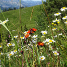 Biodiversit__t_Naturpark Nagelfluhkette.JPG