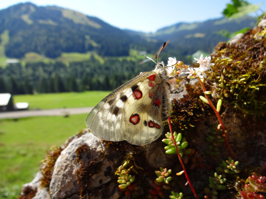 Apollo_Naturpark Nagelfluhkette.JPG
