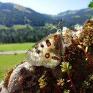 Apollo_Naturpark Nagelfluhkette.JPG