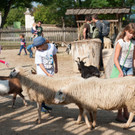 Streichelzoo __ SKB_Gerfried Tamerler.jpg