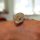 Fettschwanzgecko beim WTV