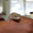 Gecko_2.jpg