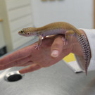 Gecko_3.jpg