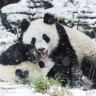 Austria_Weather_Panda_Snow_78022.jpg