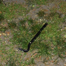 Brecheisen - LPD Wien.jpg