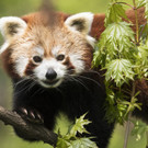 Rote Panda-B__rin - APA_ DANIEL ZUPANC.jpg