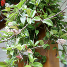 Dalaas Hueber R G4.JPG