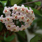 Dalaas Hueber R G5.JPG