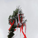 20180501_FMT_Maibaum_Leopoldskron_Moos_KJ_010.JPG