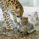 PA_Leopardenachwuchs2.jpg