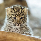 PA_Leopardenachwuchs3.jpg