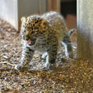 PA_Leopardenachwuchs4.JPG