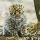 PA_Leopardenachwuchs1.jpg