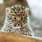 PA_Leopardenachwuchs3.jpg
