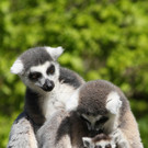 Nachwuchs im Zoo Salzburg