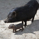 ZooSBG_Minipig_Nachwuchs.jpg