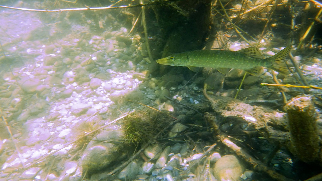 RIMG0473.JPG