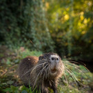 Gestatten: Nutria