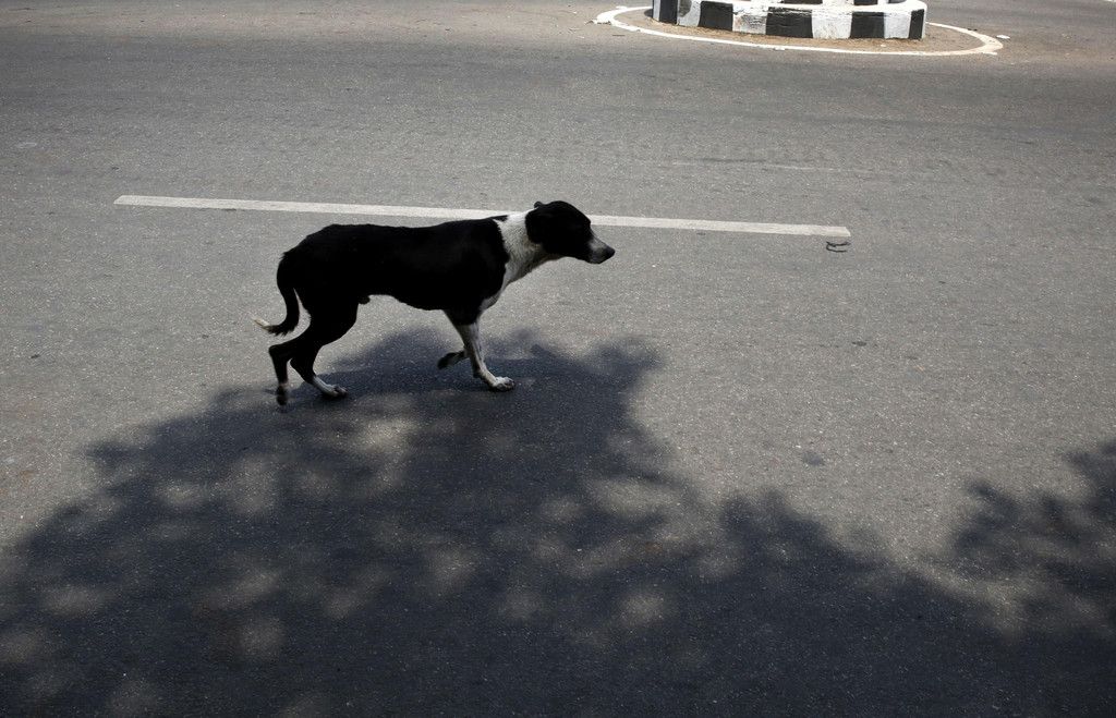 India_Dog_Attacks_23072.jpg