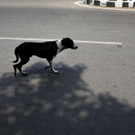 Straßenhunde in Indien