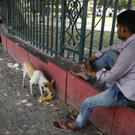 India_Dog_Attacks_30905.jpg