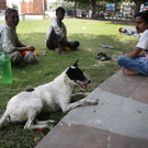 India_Dog_Attacks_47661.jpg